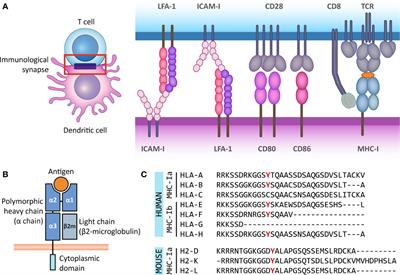 Reverse Signaling by MHC-I Molecules in Immune and Non-Immune Cell Types